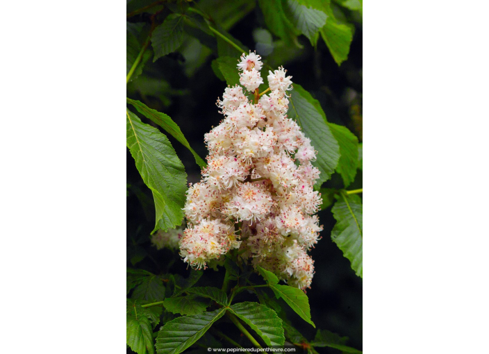 AESCULUS hippocastanum 'Baumannii'