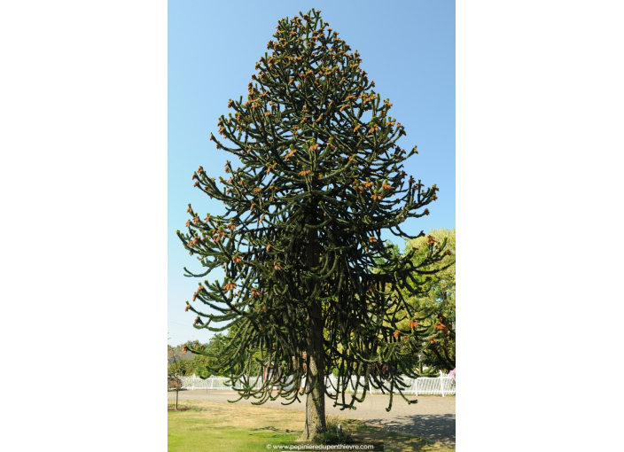 ARAUCARIA araucana