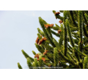 ARAUCARIA araucana