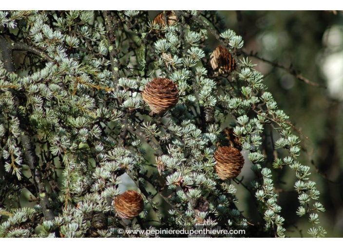 CEDRUS deodara