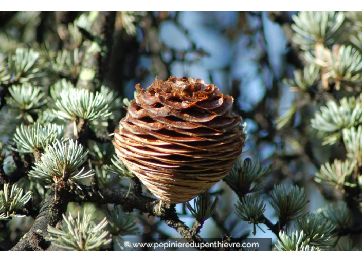CEDRUS deodara