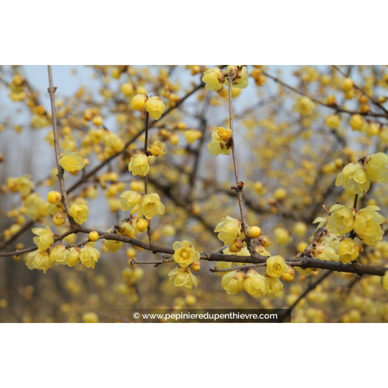 CHIMONANTHUS praecox