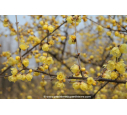CHIMONANTHUS praecox