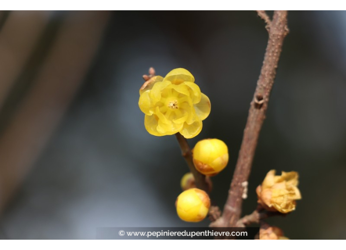 CHIMONANTHUS praecox