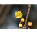 CHIMONANTHUS praecox