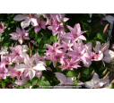 CLEMATIS 'Hagley Hybrid'