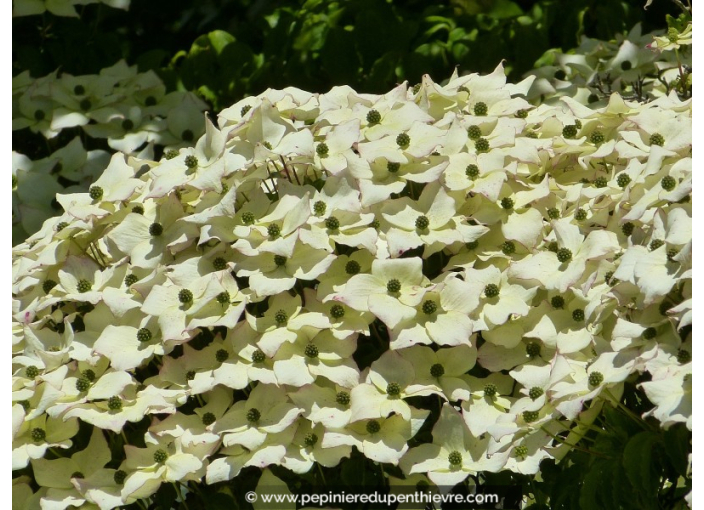 CORNUS kousa