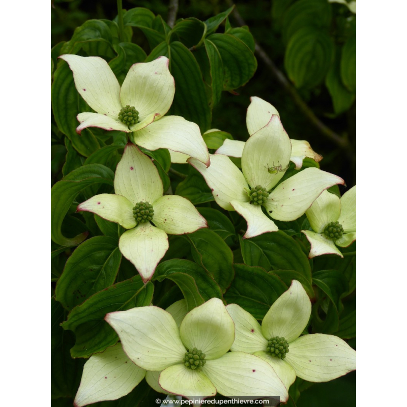 CORNUS kousa