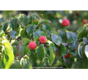 CORNUS kousa