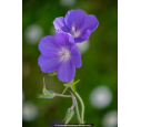 GERANIUM 'Johnson's Blue'