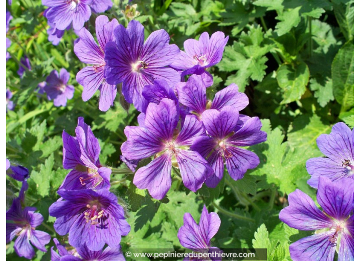 GERANIUM 'Johnson's Blue'