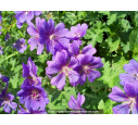 GERANIUM 'Johnson's Blue'