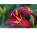 HEMEROCALLIS 'Crimson Pirate'