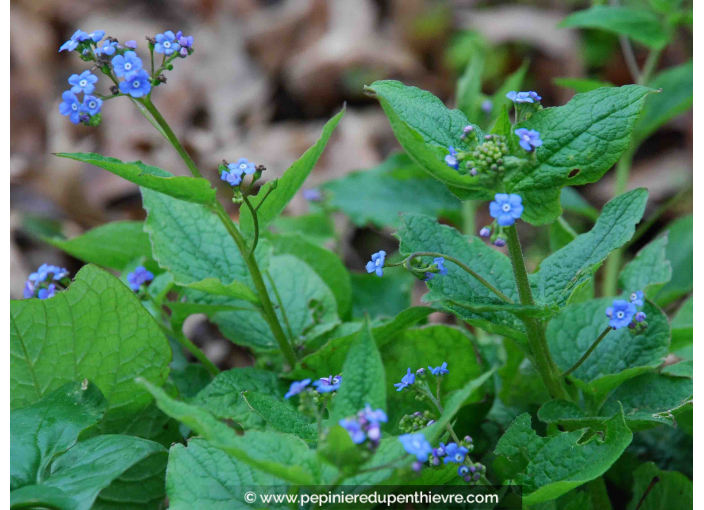 BRUNNERA macrophylla BRUNNERA macrophylla