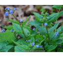 BRUNNERA macrophylla BRUNNERA macrophylla