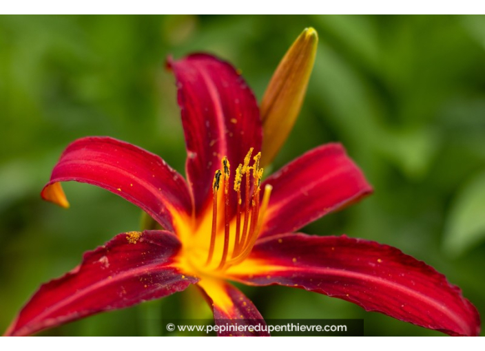 HEMEROCALLIS 'Crimson Pirate'