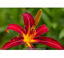 HEMEROCALLIS 'Crimson Pirate'