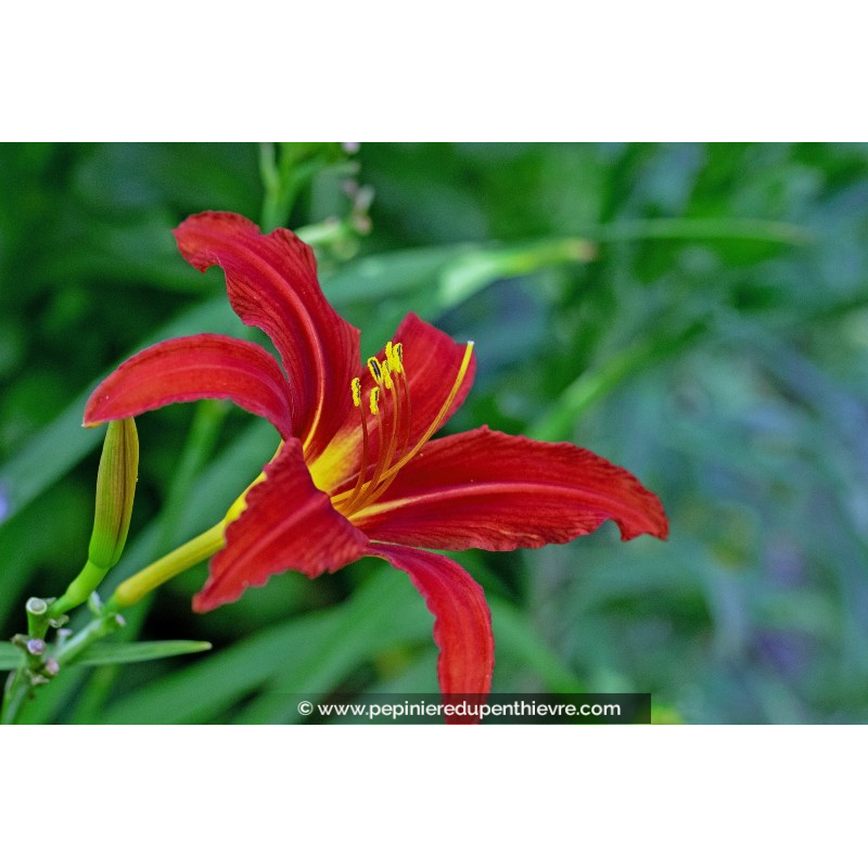 HEMEROCALLIS 'Crimson Pirate'