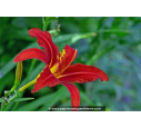 HEMEROCALLIS 'Crimson Pirate'