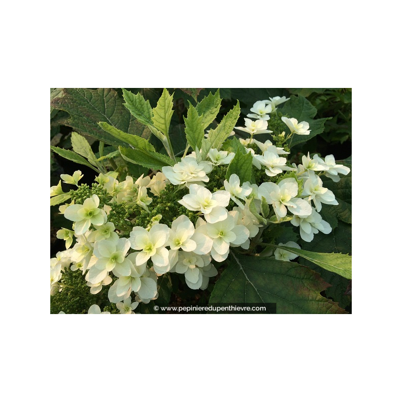 HYDRANGEA quercifolia 'Snowflake'