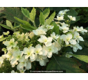 HYDRANGEA quercifolia 'Snowflake'