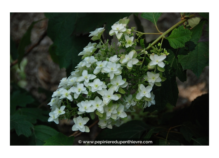 HYDRANGEA quercifolia 'Snowflake'