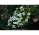 HYDRANGEA quercifolia 'Snowflake'