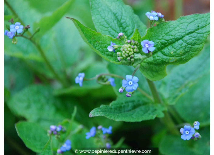 BRUNNERA macrophylla BRUNNERA macrophylla