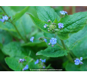 BRUNNERA macrophylla BRUNNERA macrophylla