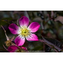 ROSA glauca