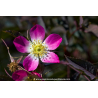 ROSA glauca