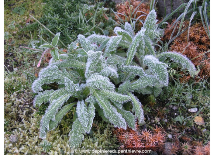 STACHYS byzantina STACHYS byzantina