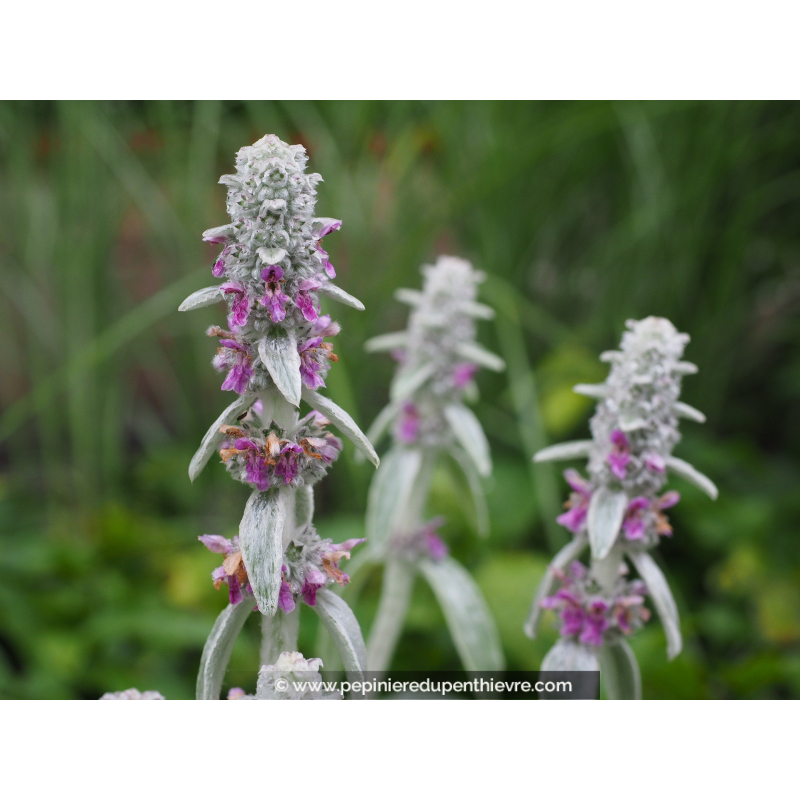 STACHYS byzantina