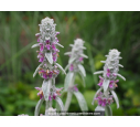 STACHYS byzantina STACHYS byzantina
