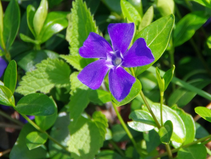 VINCA major, grande pervenche, bleu, tapissant Pépinière du Penthièvre