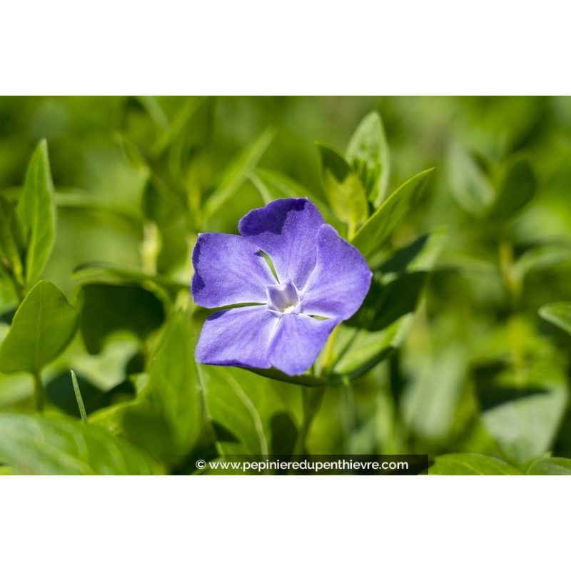 VINCA minor