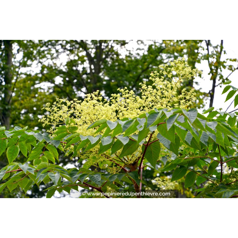 ARALIA elata