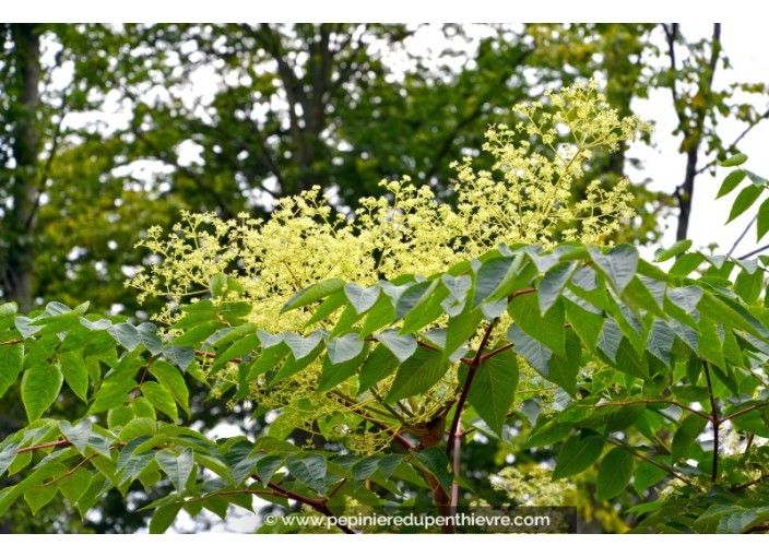 ARALIA elata