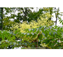 ARALIA elata ARALIA elata