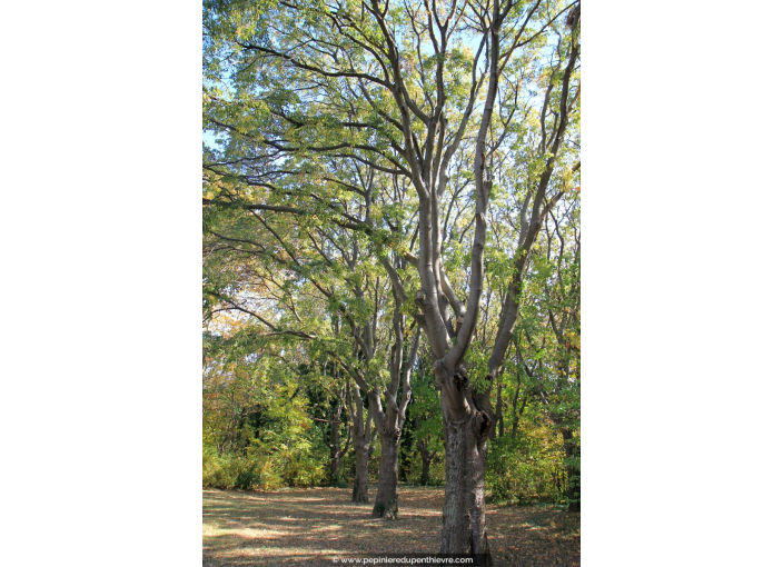 CELTIS australis