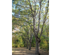 CELTIS australis CELTIS australis