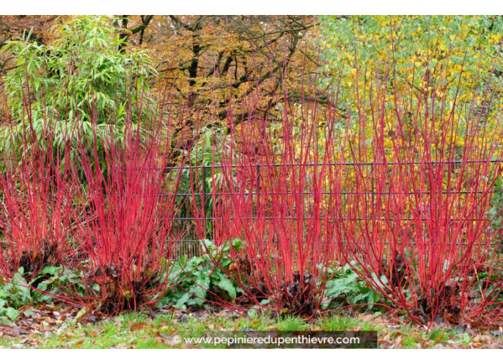 CORNUS alba 'Westonbirt'