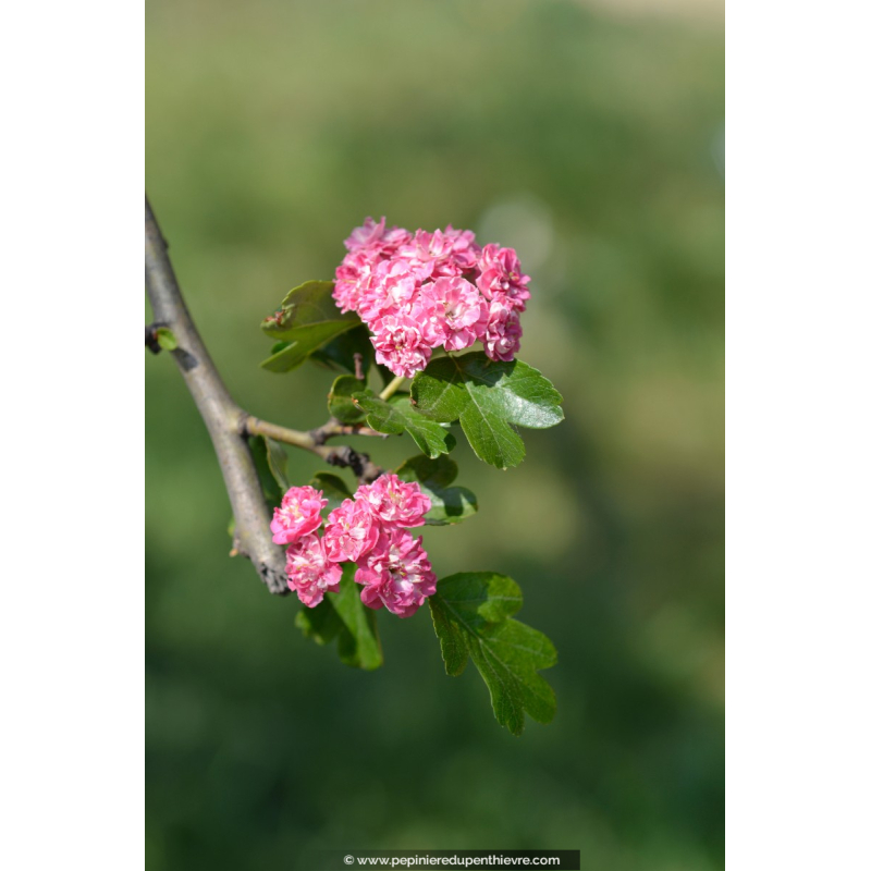 CRATAEGUS laevigata 'Rosea Flore Pleno'