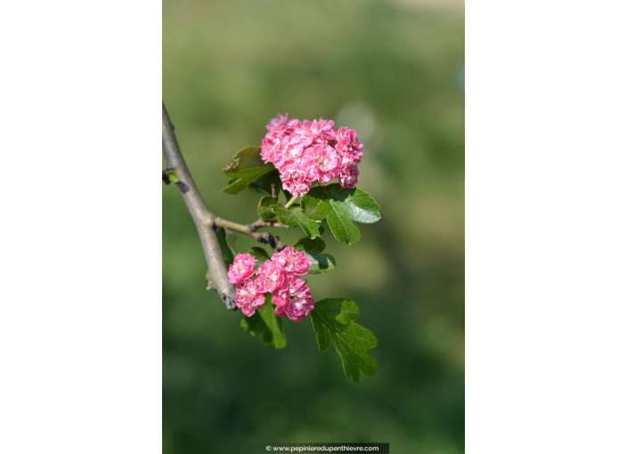 CRATAEGUS laevigata 'Rosea Flore Pleno'