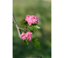 CRATAEGUS laevigata 'Rosea Flore Pleno'