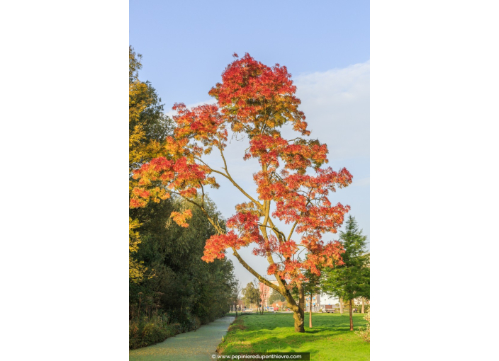 FRAXINUS angustifolia 'Raywood'