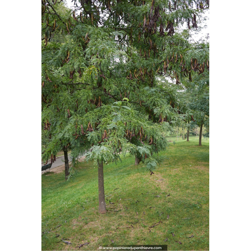 GLEDITSIA triacanthos 'Inermis'