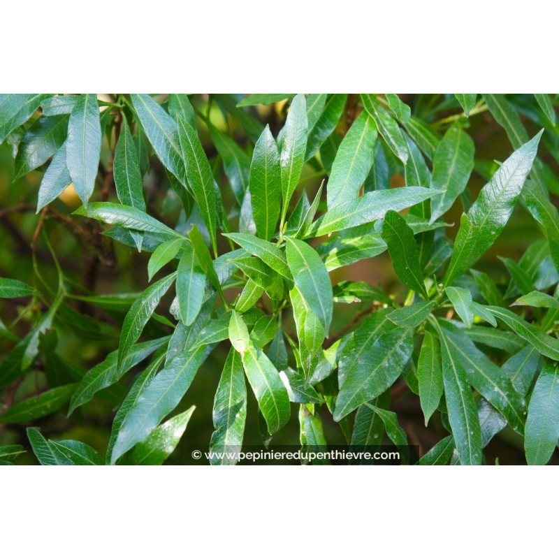 PRUNUS laurocerasus 'Caucasica'