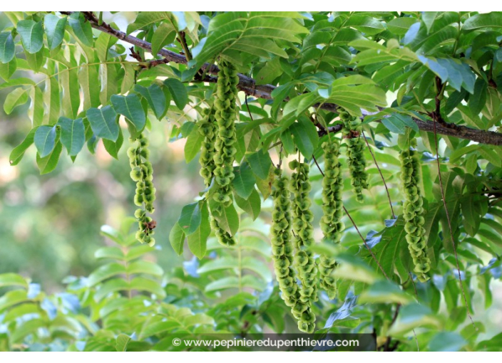 PTEROCARYA fraxinifolia