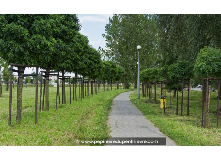 ROBINIA pseudoacacia 'Umbraculifera'